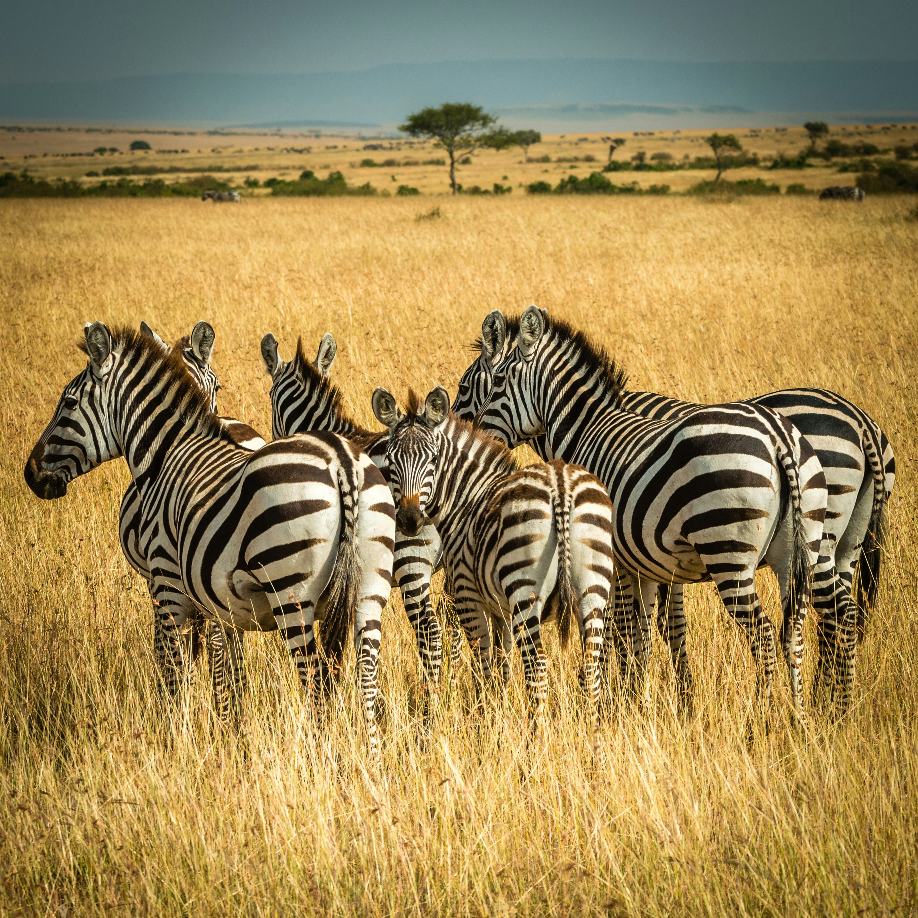 Five zebras representing the five biggest challenges of test data management